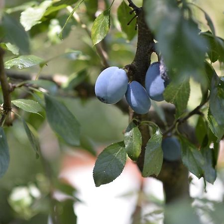 Vila Andrea Danilovgrad Εξωτερικό φωτογραφία